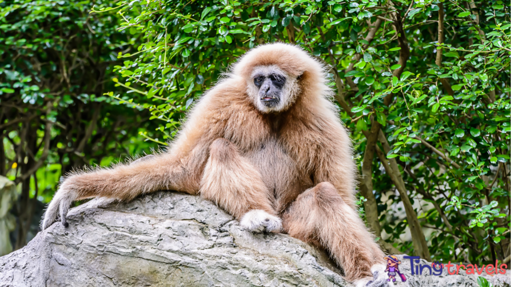 Gibbon Rehabilitation Project