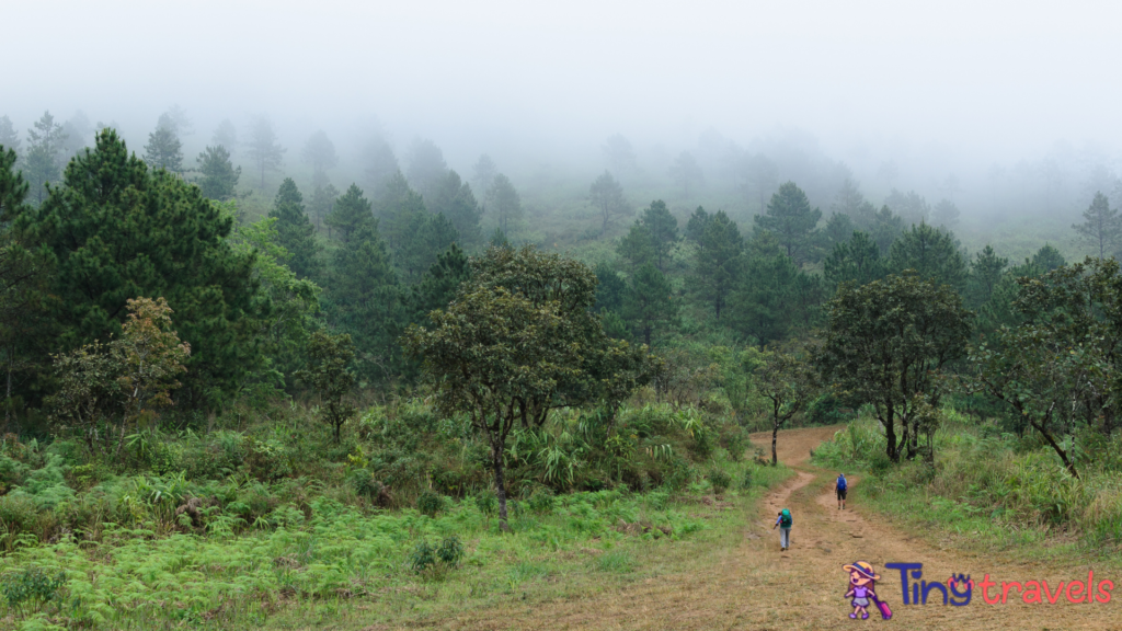 Phu Langka Forest Hike