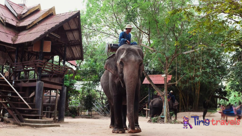 Elephant village, Thailand⁠