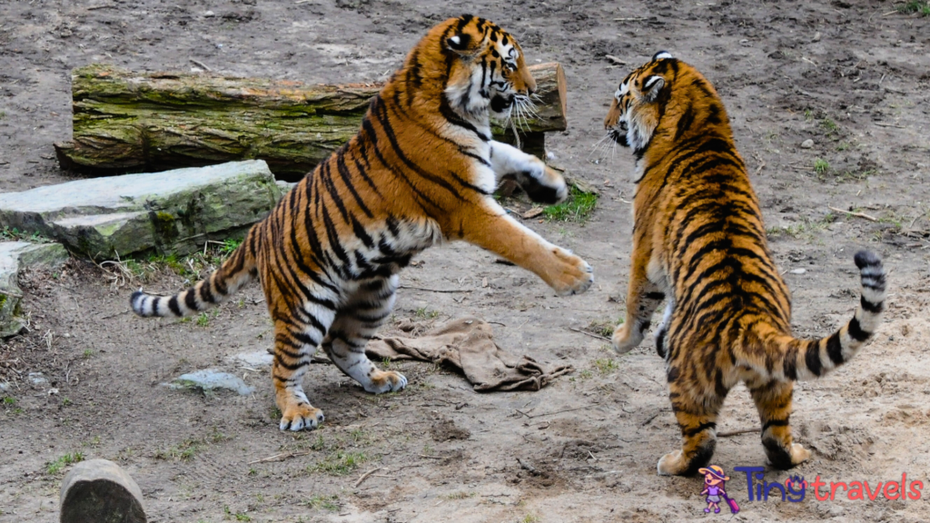 Two Tiger Playing 