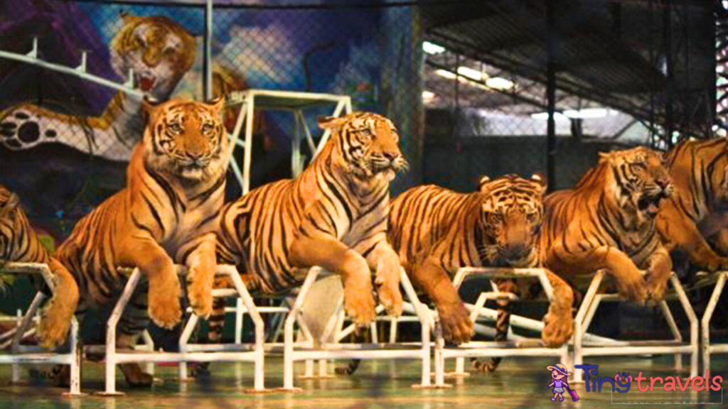 Sriracha Tiger Zoo, Tiger Show