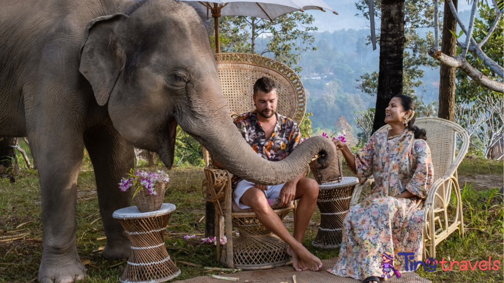 Elephant sanctuary in Chiang Mai