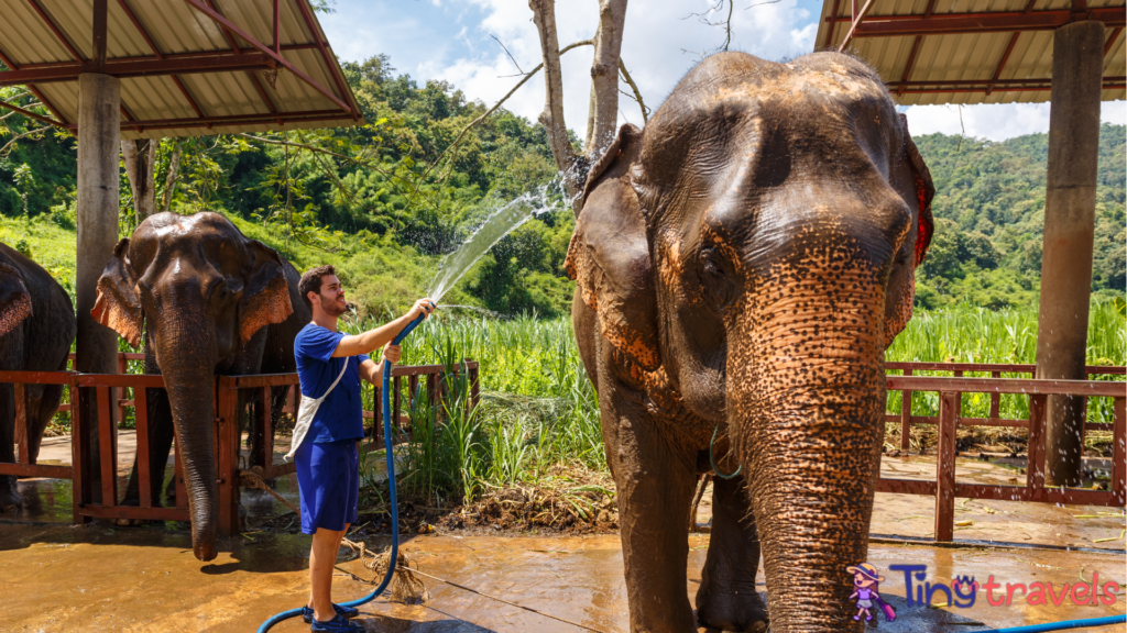 Elephant sanctuaries Thailand 