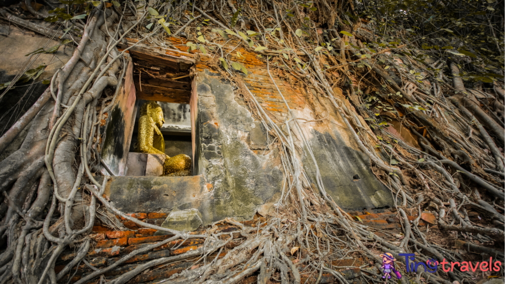 Ancient temple in tree roots, Wat Bang Kung, Thailand⁠
