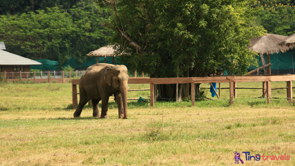 Chiang Mai Elephant Sanctuary