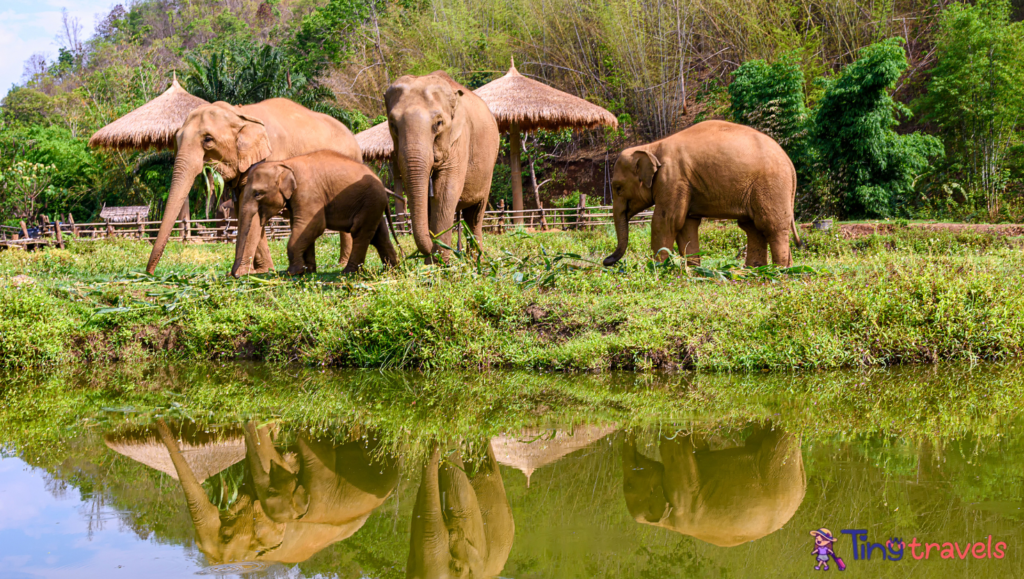 Chiang Mai Elephant Sanctuary