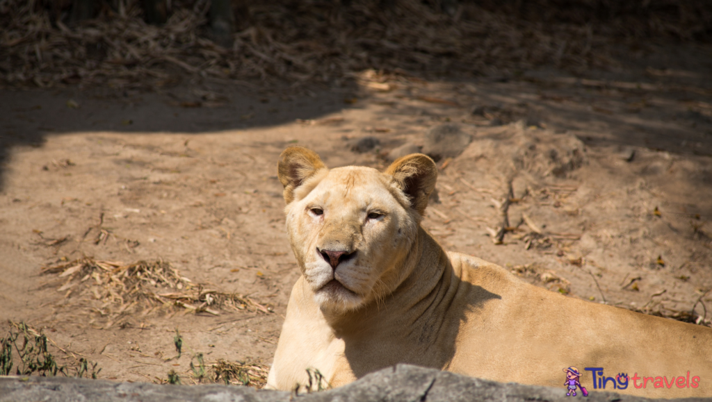 CHIANG MAI, THAILAND, FEBRUARY, 19, 2017 - Lioness in Chiang Mai Zoo, Thailand⁠