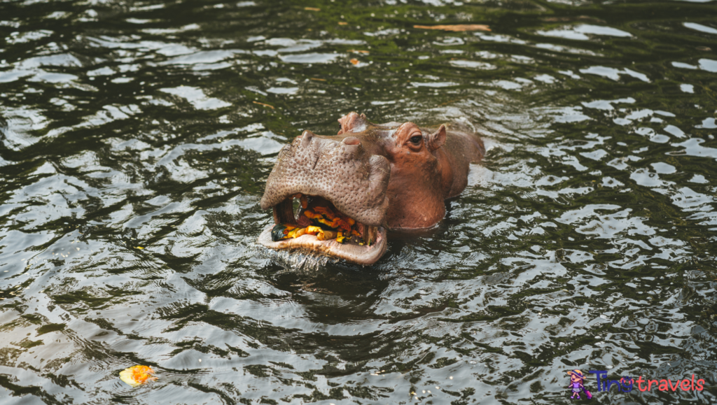 Hippo at chiang mai zoo