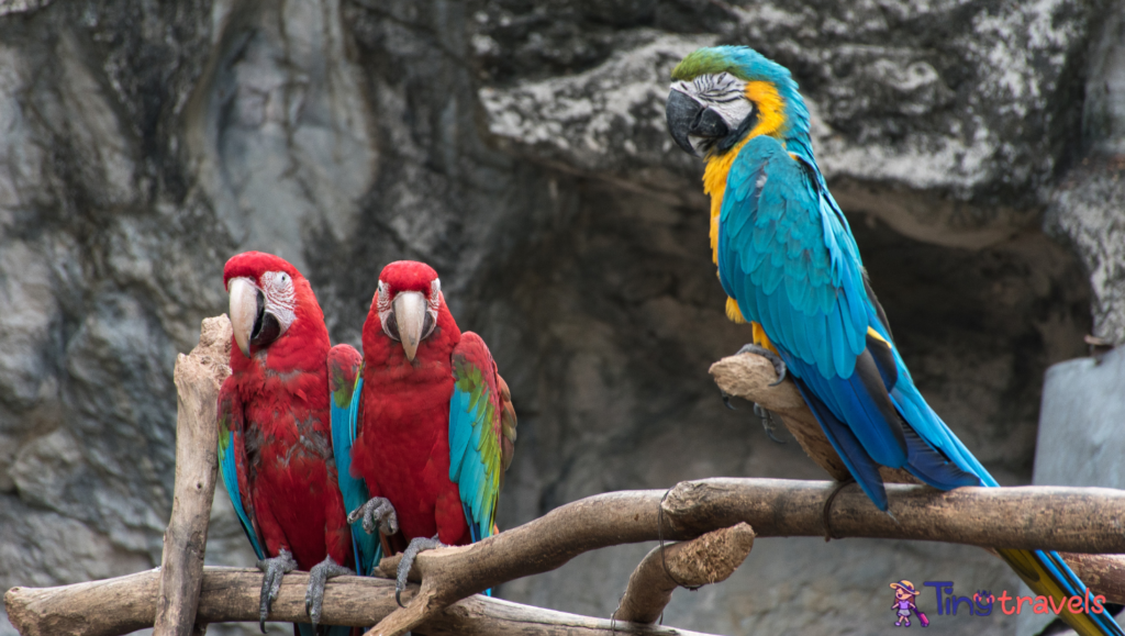 Parrots at Chiang Mai zoo⁠
 