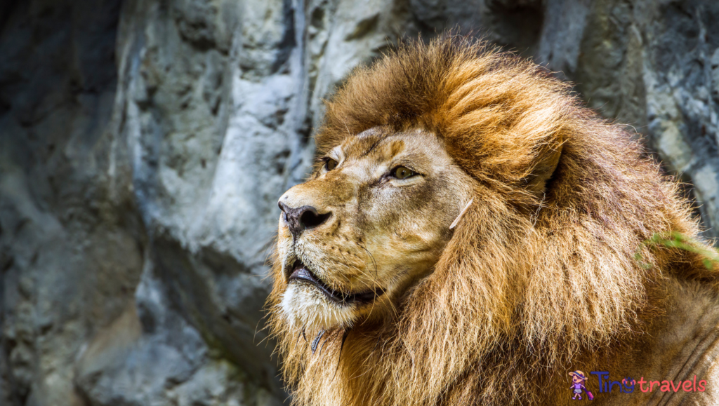 African lion in Chiang Mai zoo