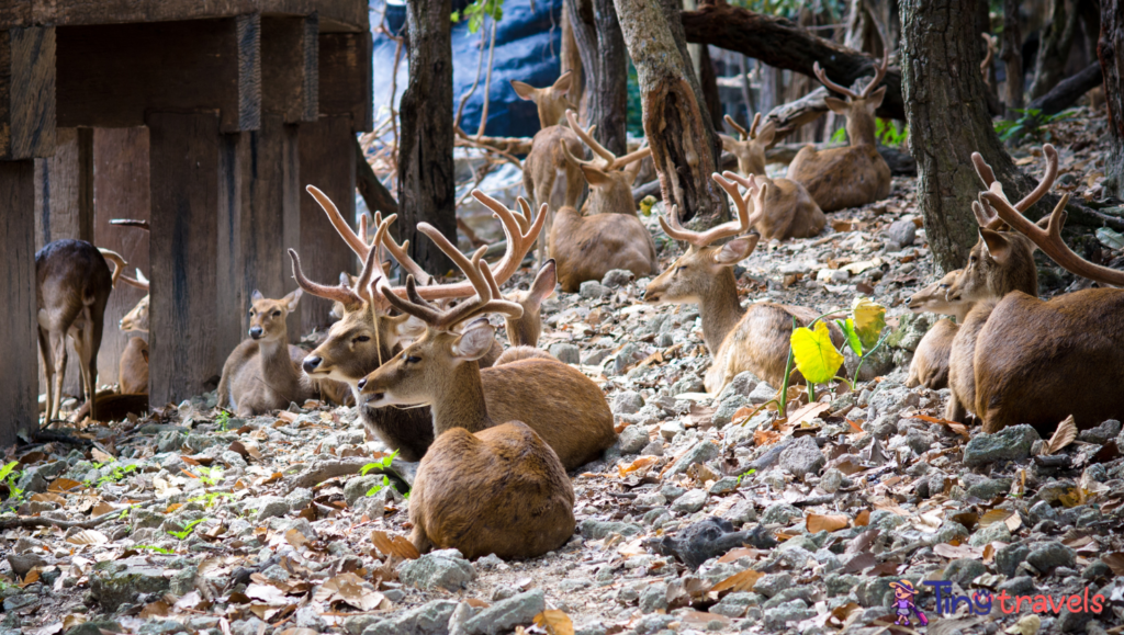 Young Deer at Chiang mai zoo, Thailand⁠
