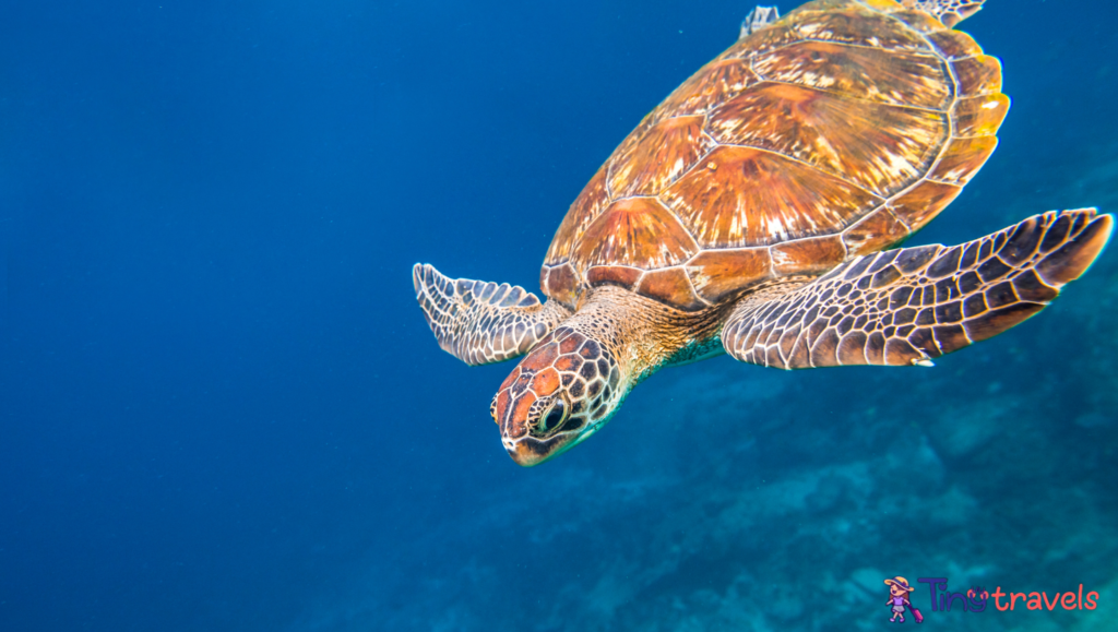 Marine turtle Similan Islands⁠
