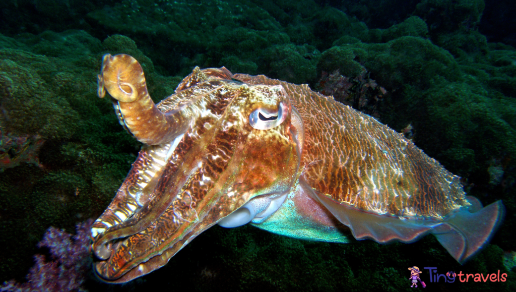 Pharao Cuttlefish, Similan Islands, Andaman Sea, Thailand, Underwater photograph⁠