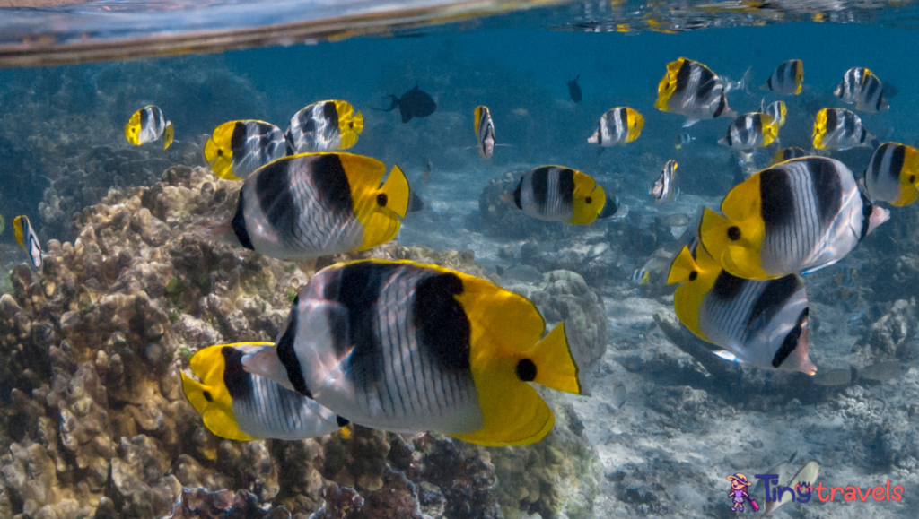 Colorful fish under sea