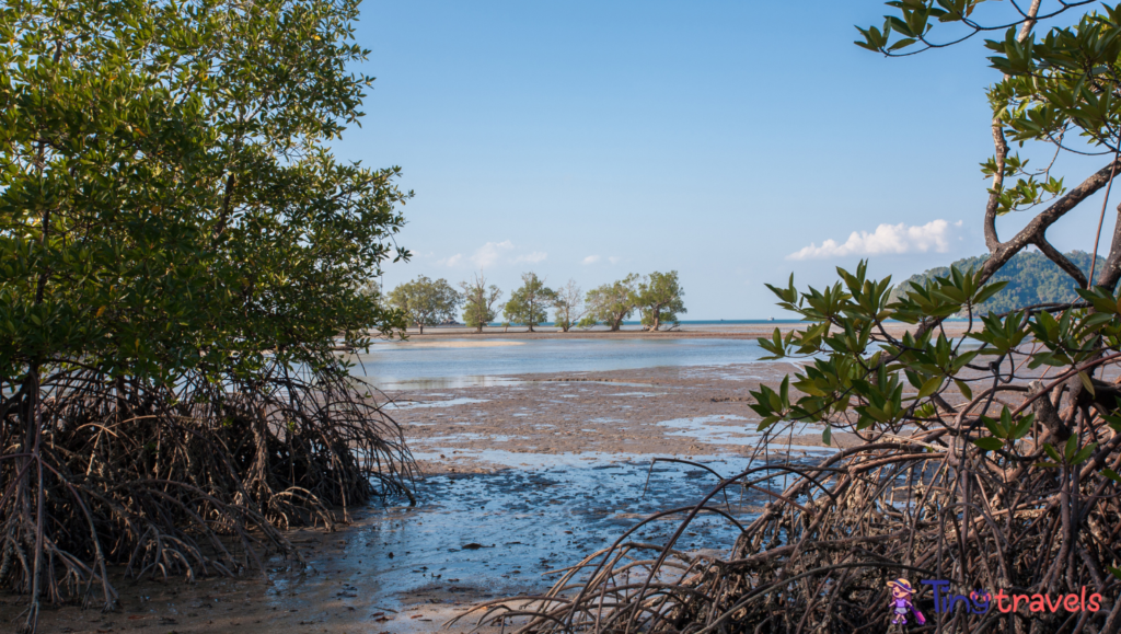 Mangrove tree in Koh Phayam island, Southern Thailand⁠