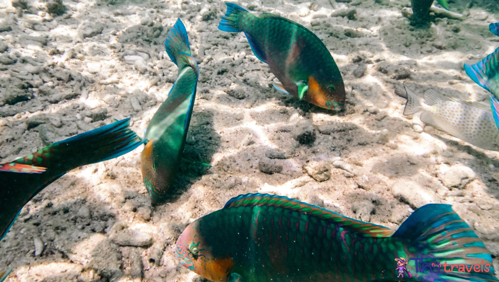 Snorkelling fish view