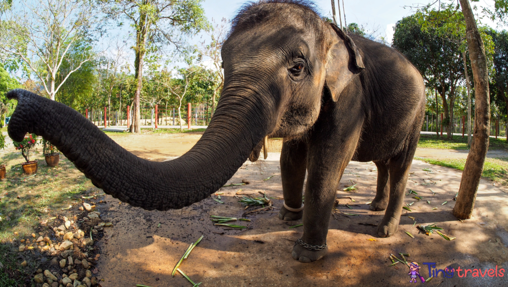 Koh Chang Elephant wide angle⁠
