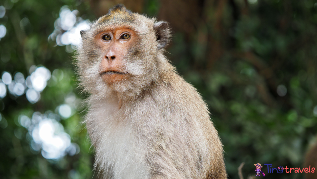 Monkey At Koh Chang 