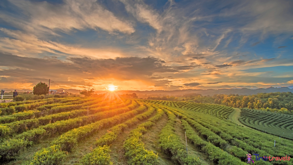 Chou Fong Tea Plantation in Chiang Rai