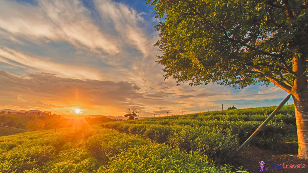 Beautiful Sunsets at Chui Fong Tea Plantation Chiang Rai Thailand.⁠