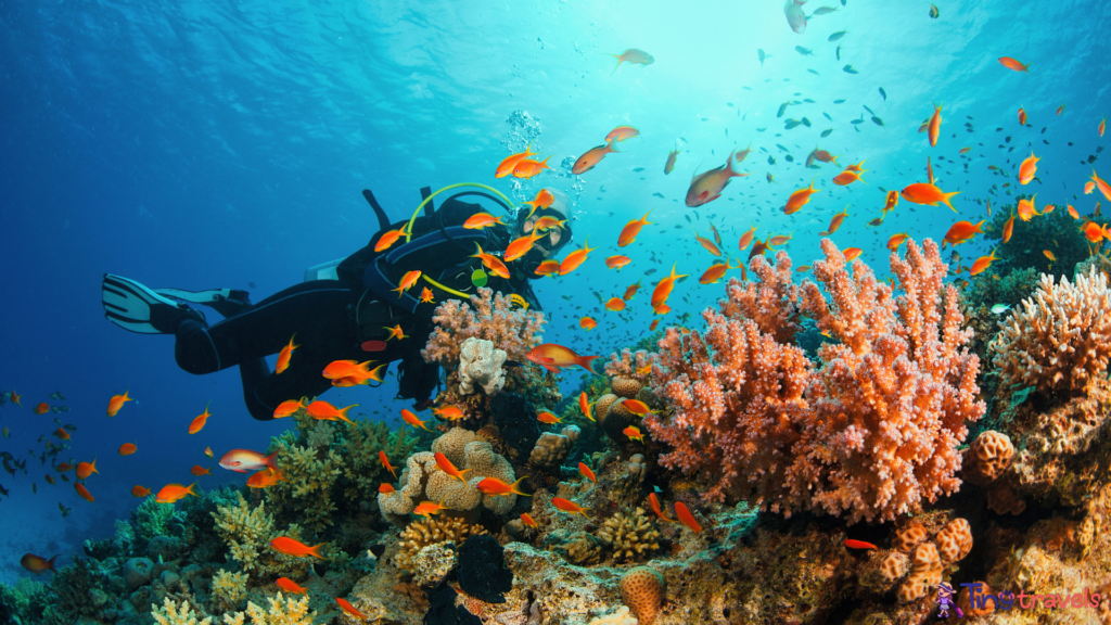 Scuba diving. Sea life. Underwater scene with scuba divers coral and fish.