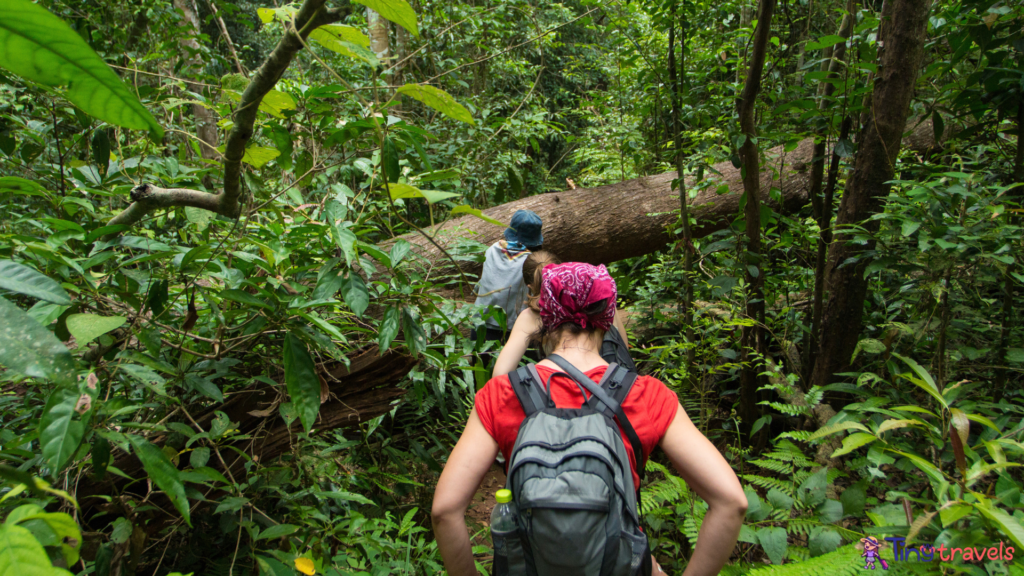 Tourists hiking in the deep jungle of the Khao Yai national park in Thailand deep jungle.
 (Thailand Adrenaline Activities) 