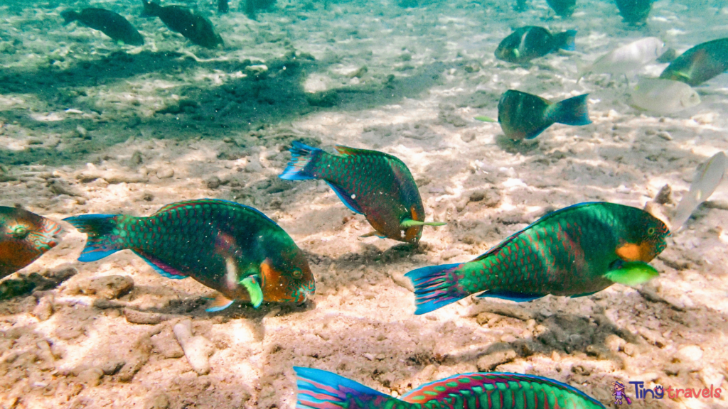 Koh Tao Island in the Chumphon Archipelago