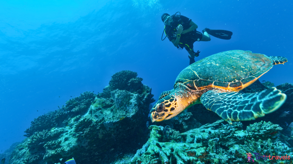 Scuba Diver with Hawksbill Turtle⁠
