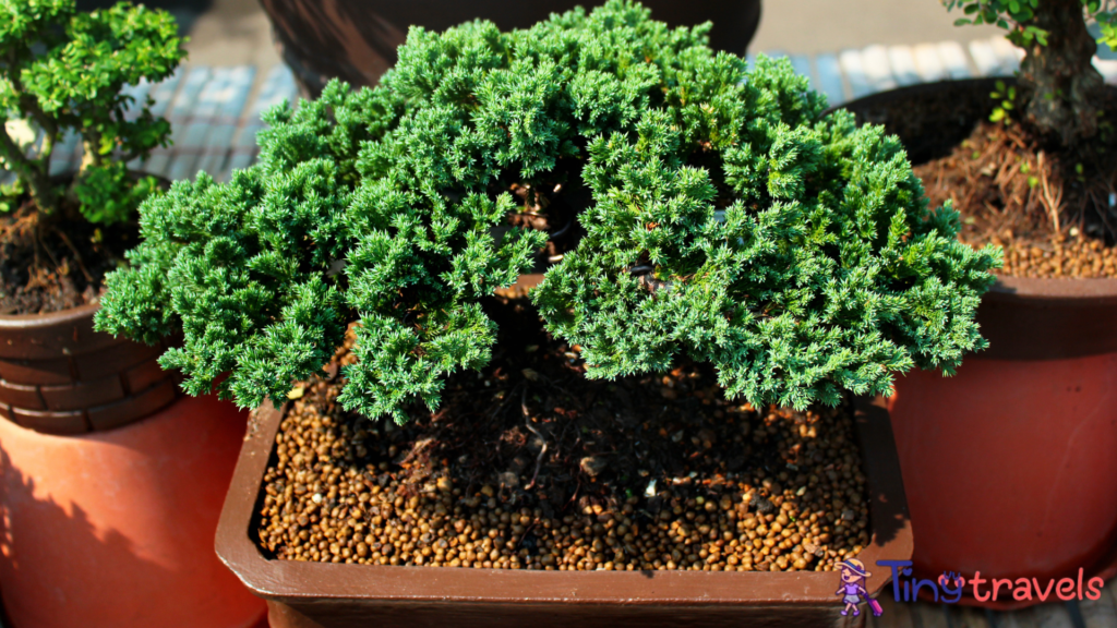 Miniature conifer trees on display at Chatuchak street market in Bangkok, Thailand⁠