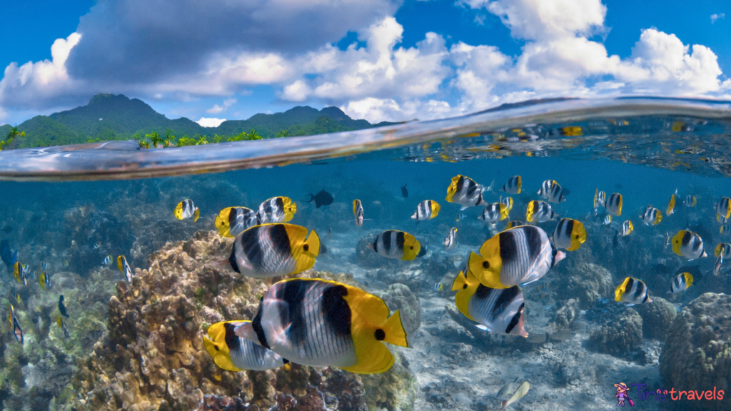 Colorful fish, Snorkelling 