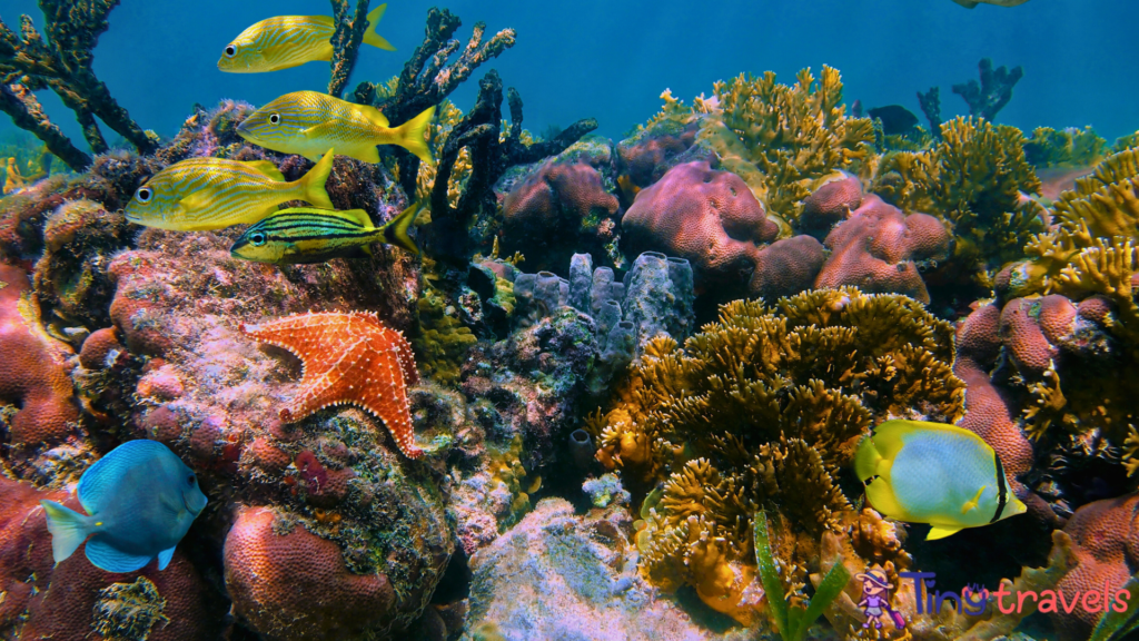 Seascape over and under sea colorful coral reef⁠
