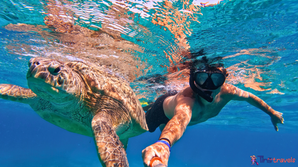 Sea Turtle & Snorkeling