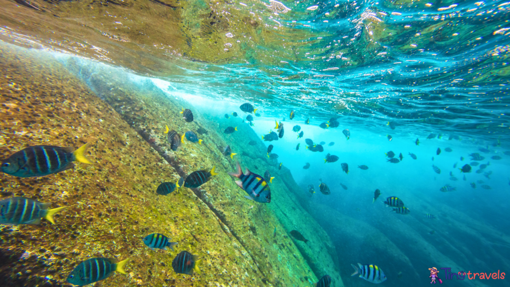 Similan Islands seabed⁠