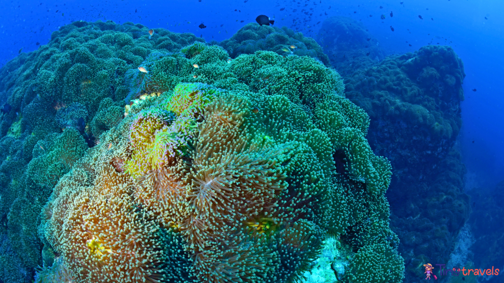 Beautiful Coral in Koh Tao, Thailand⁠
