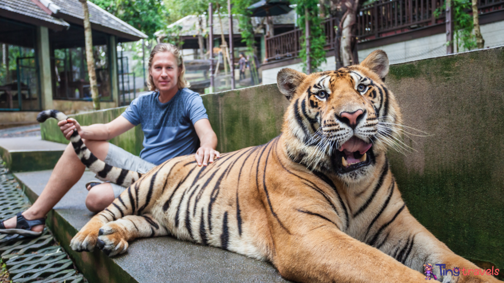 Tiger park, Thailand 