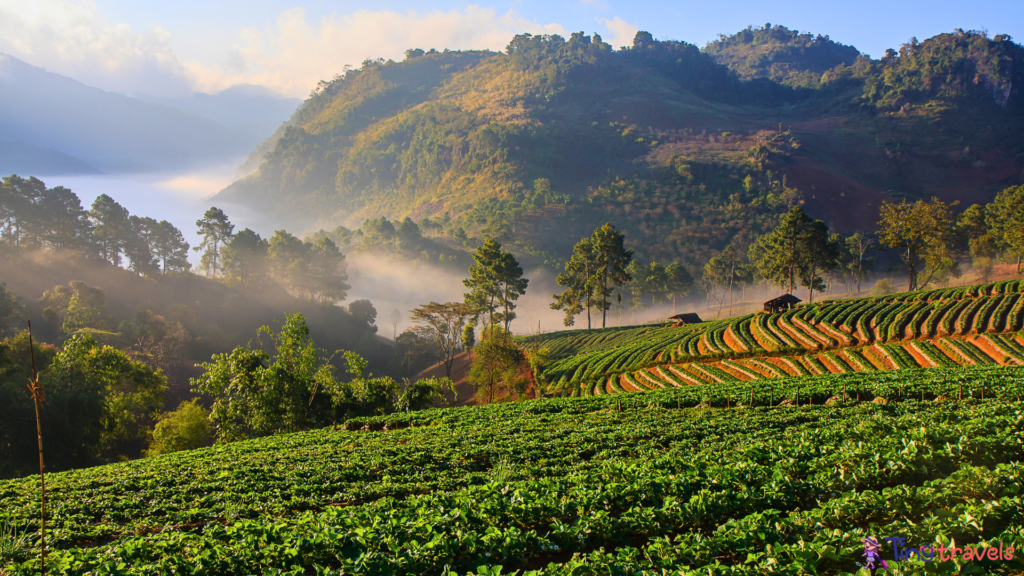 Chiang Mai